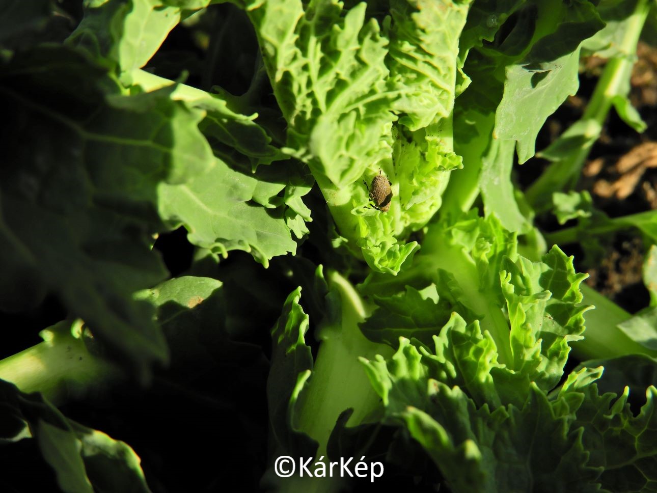 NapiKép 2021.02.28.