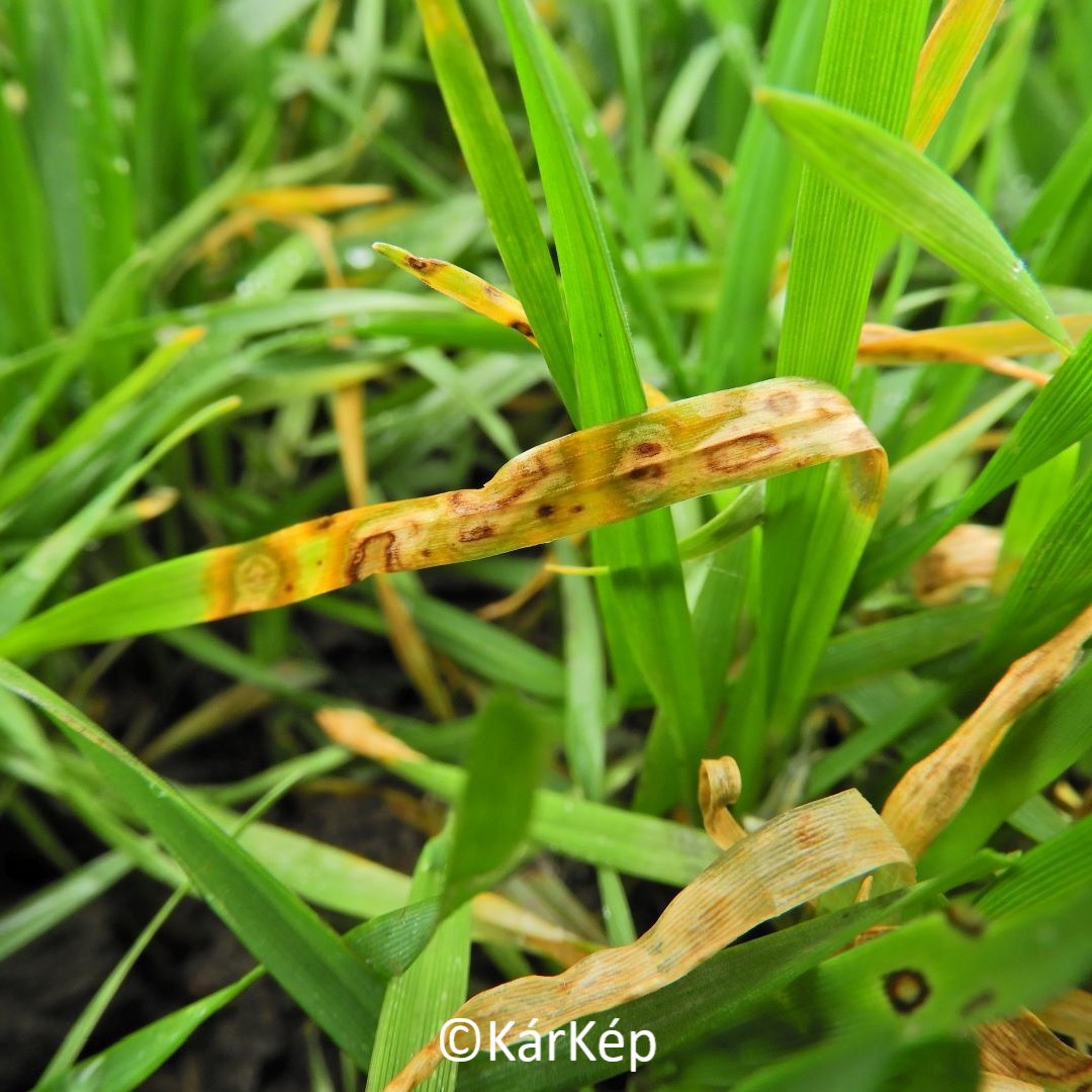 NapiKép 2021.02.18.