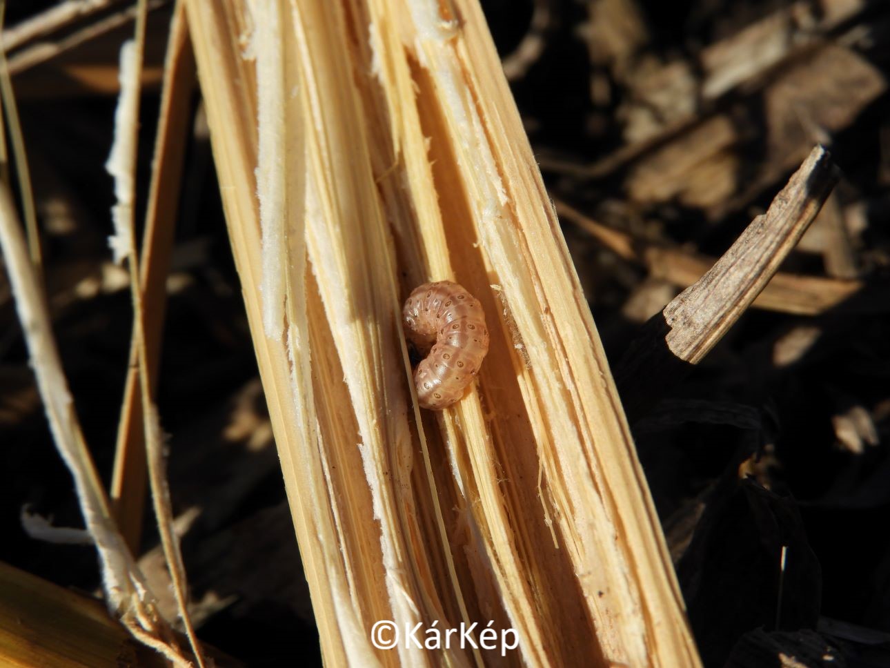 NapiKép 2021.02.06.