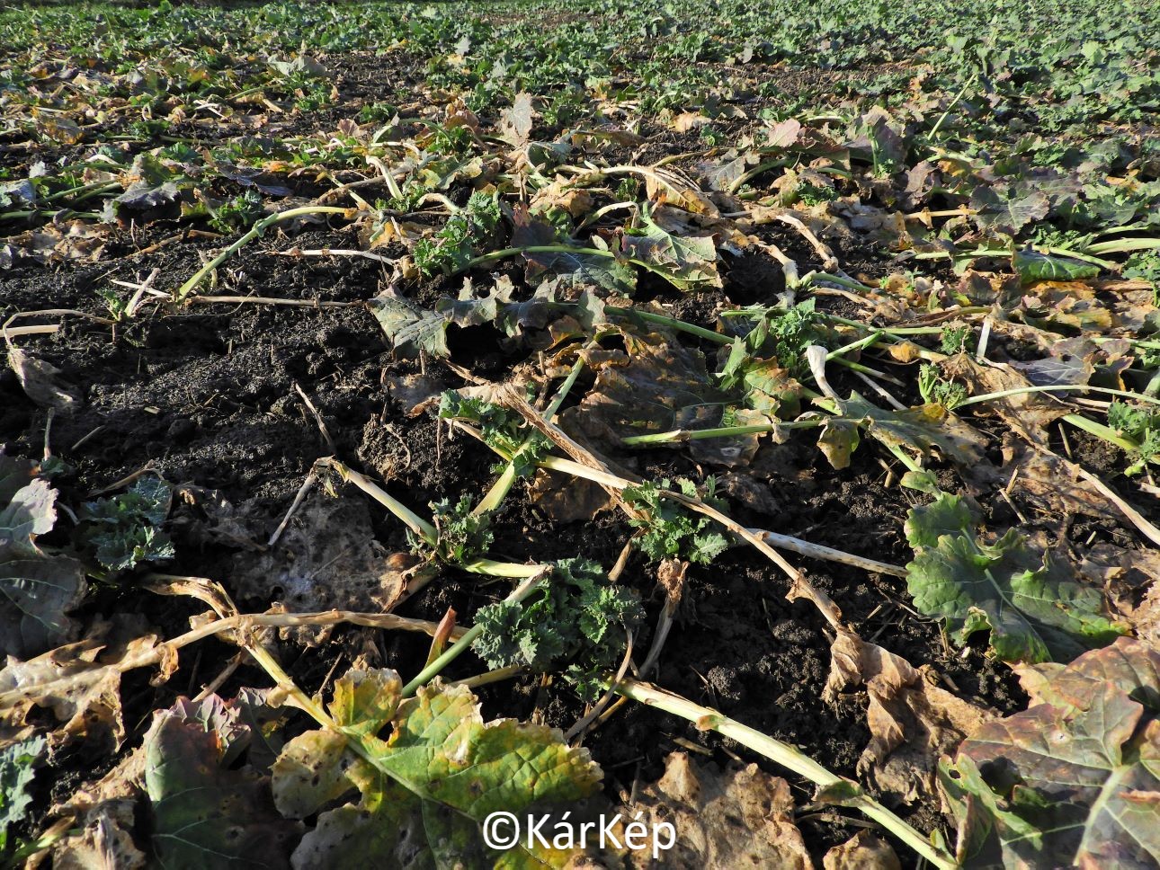 NapiKép 2021.01.30.