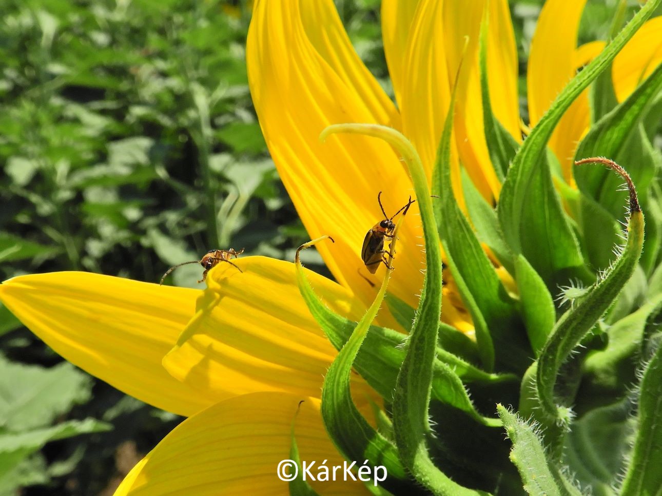 NapiKép 2021.07.07.