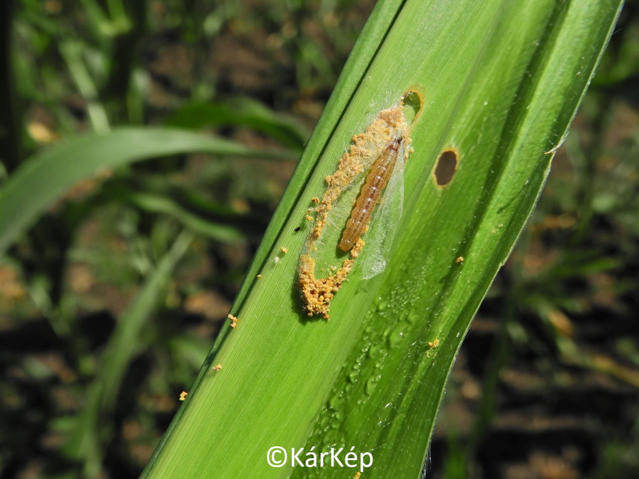 NapiKép 2021.07.16.