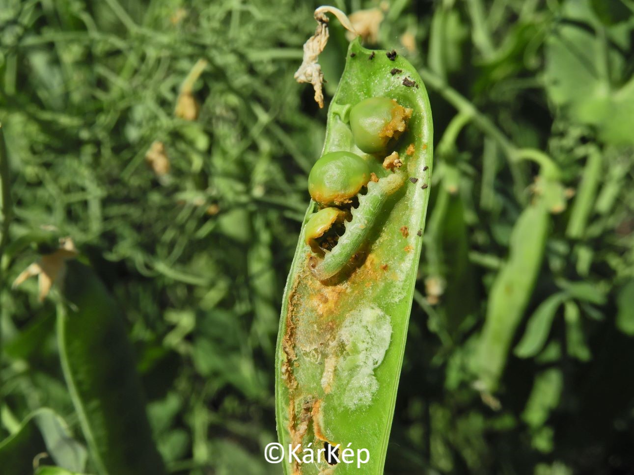 NapiKép 2021.07.17.