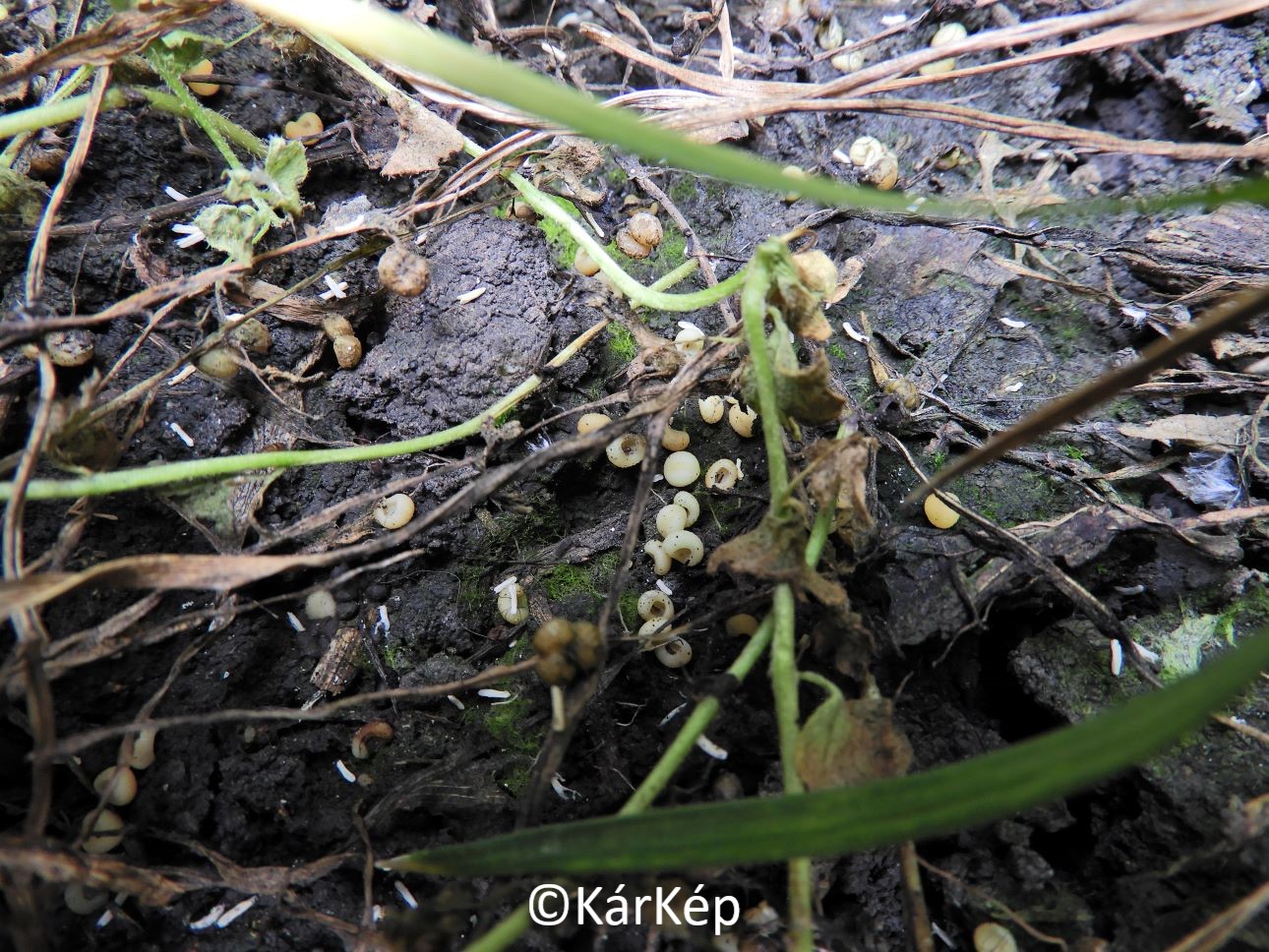 NapiKép 2021.06.02.