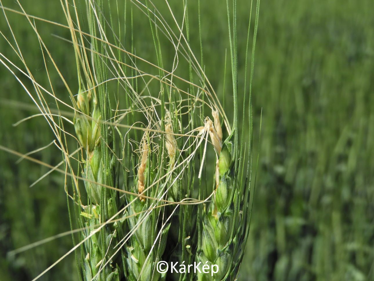 NapiKép 2021.06.03.