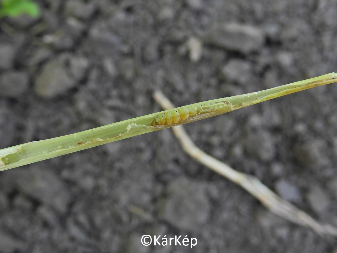 NapiKép 2021.06.06.