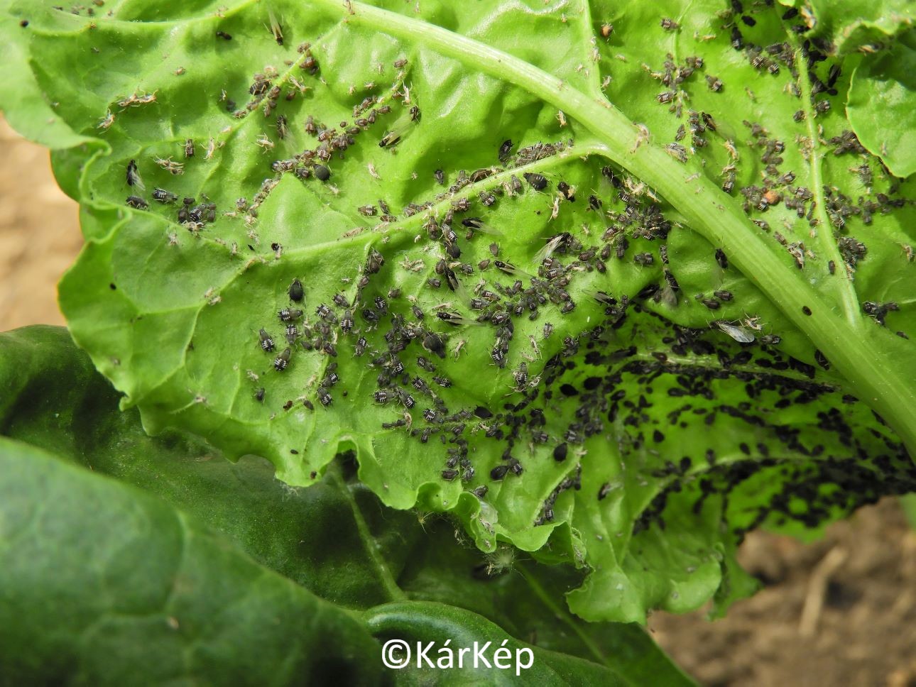 NapiKép 2021.06.11. 