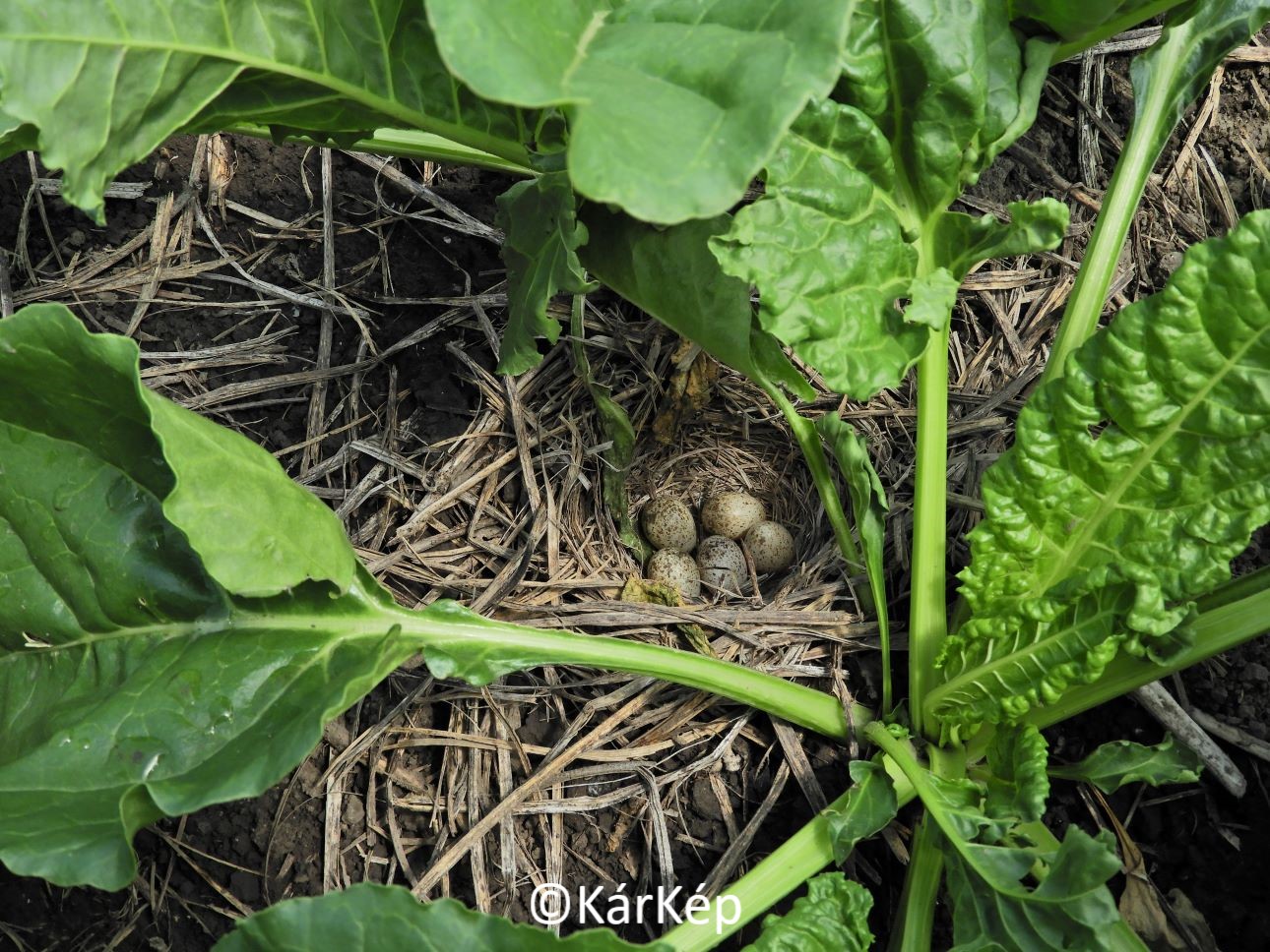 NapiKép 2021.06.12.