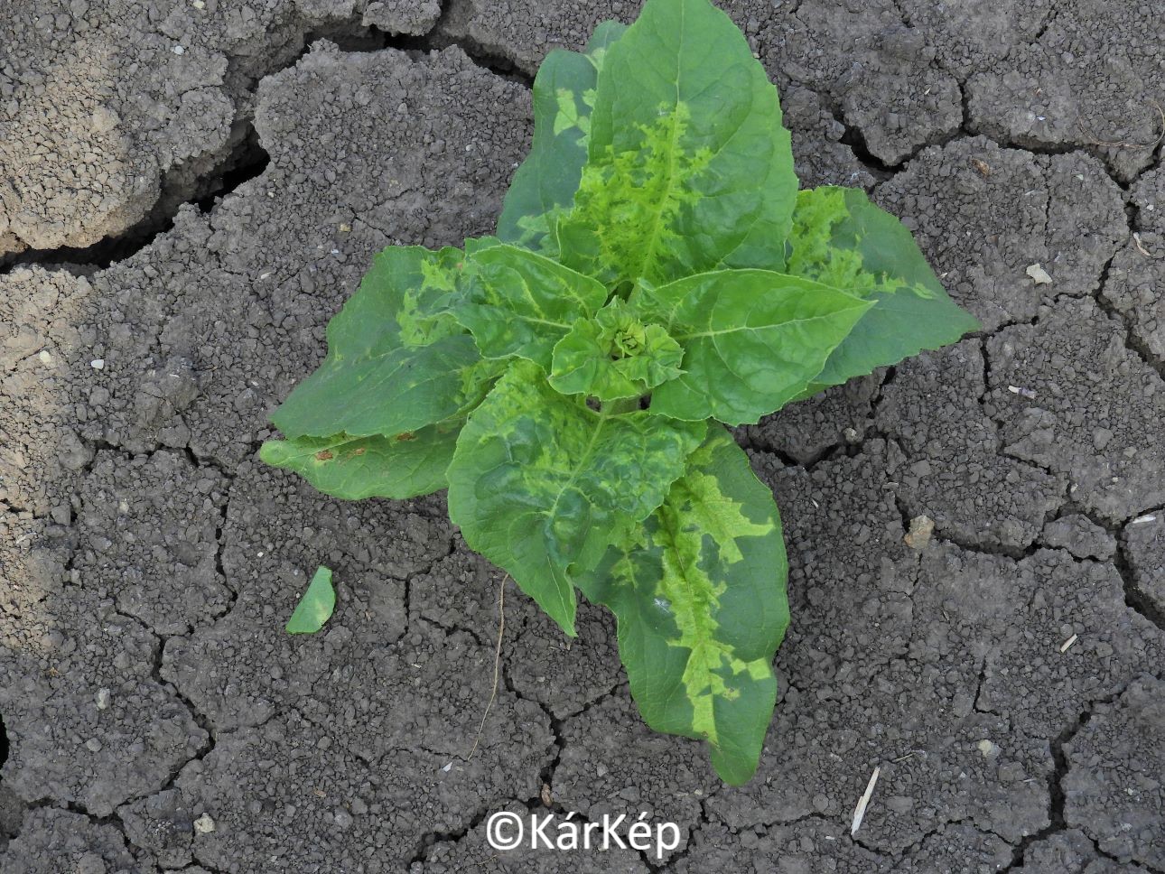 NapiKép 2021.06.19.