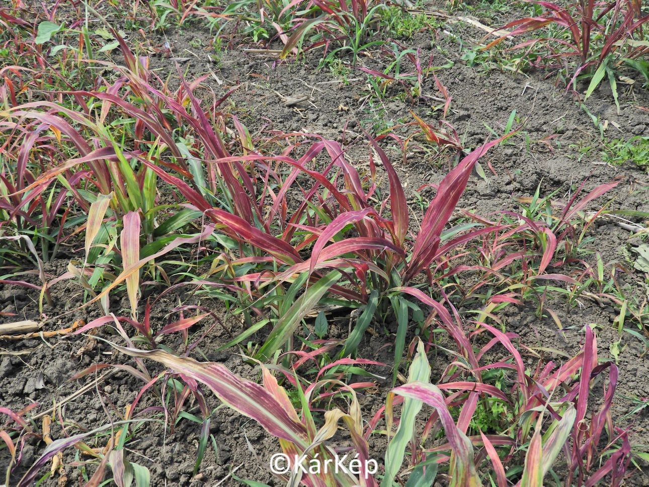 NapiKép 2021.06.20.