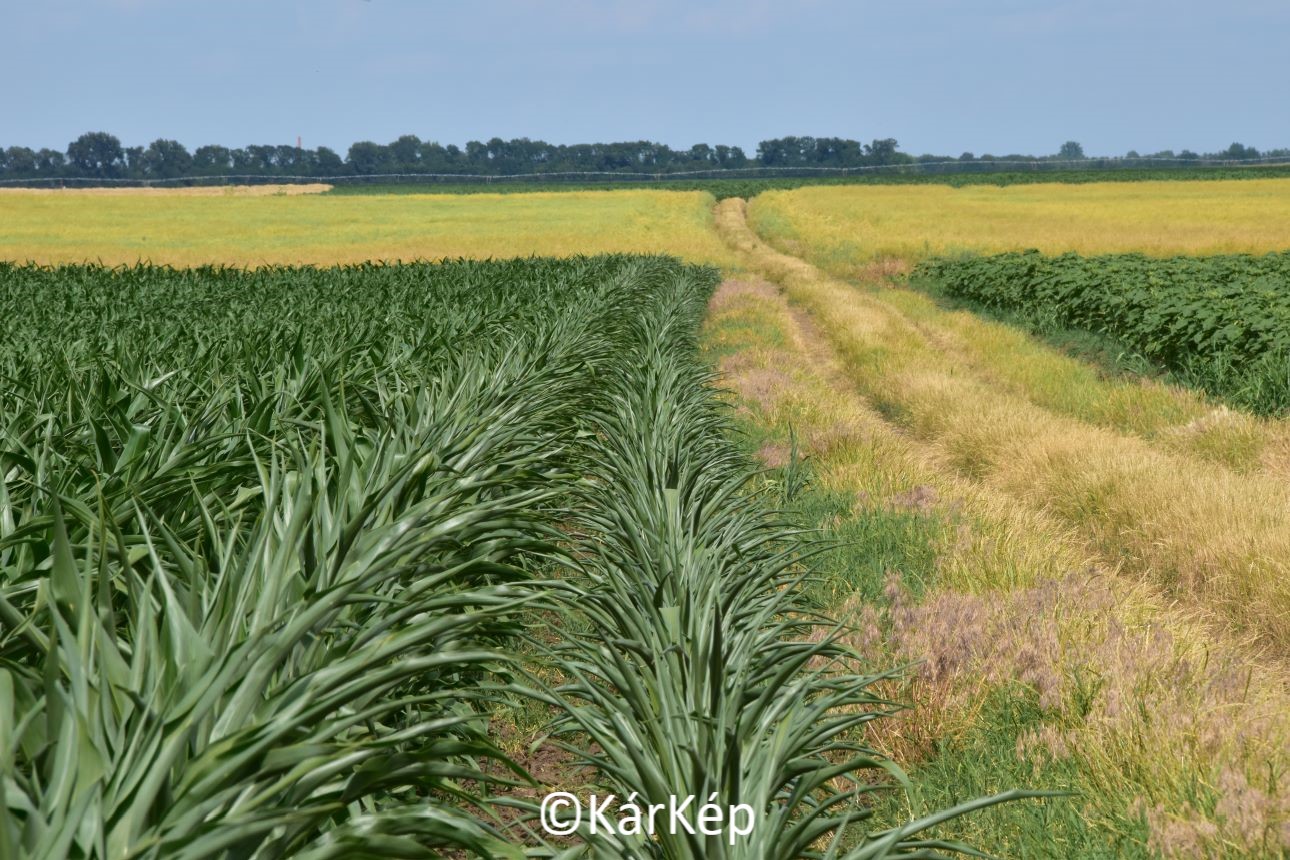 NapiKép 2021.06.22.