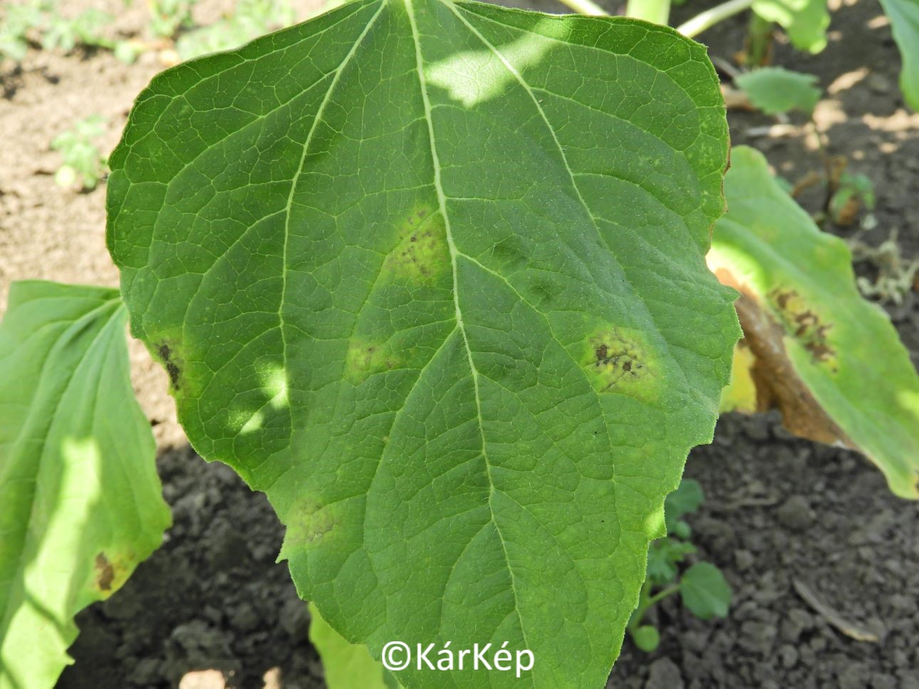 NapiKép 2021.06.25.