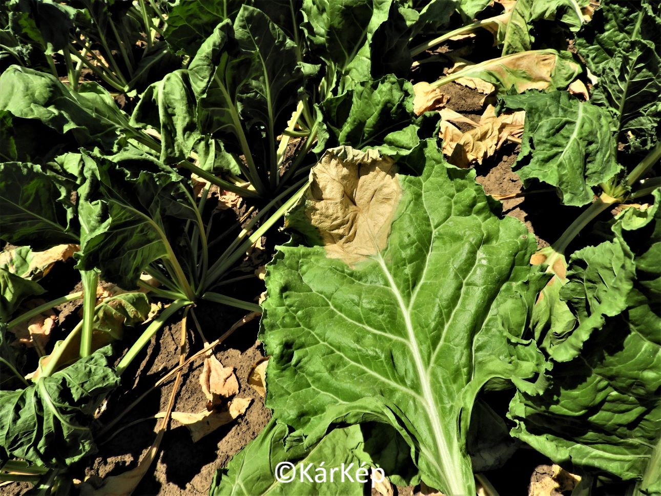 NapiKép 2021.06.28.