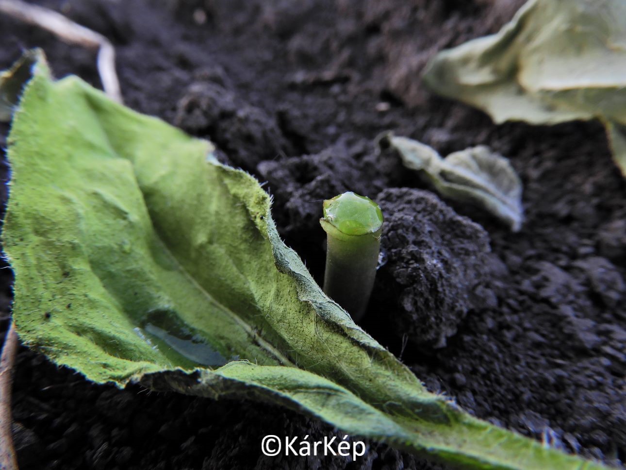 NapiKép 2021.05.12.