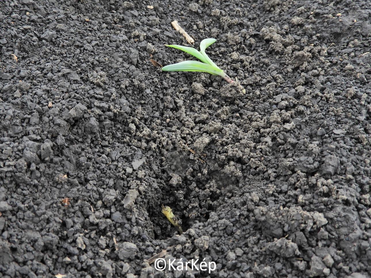 NapiKép 2021.05.20.