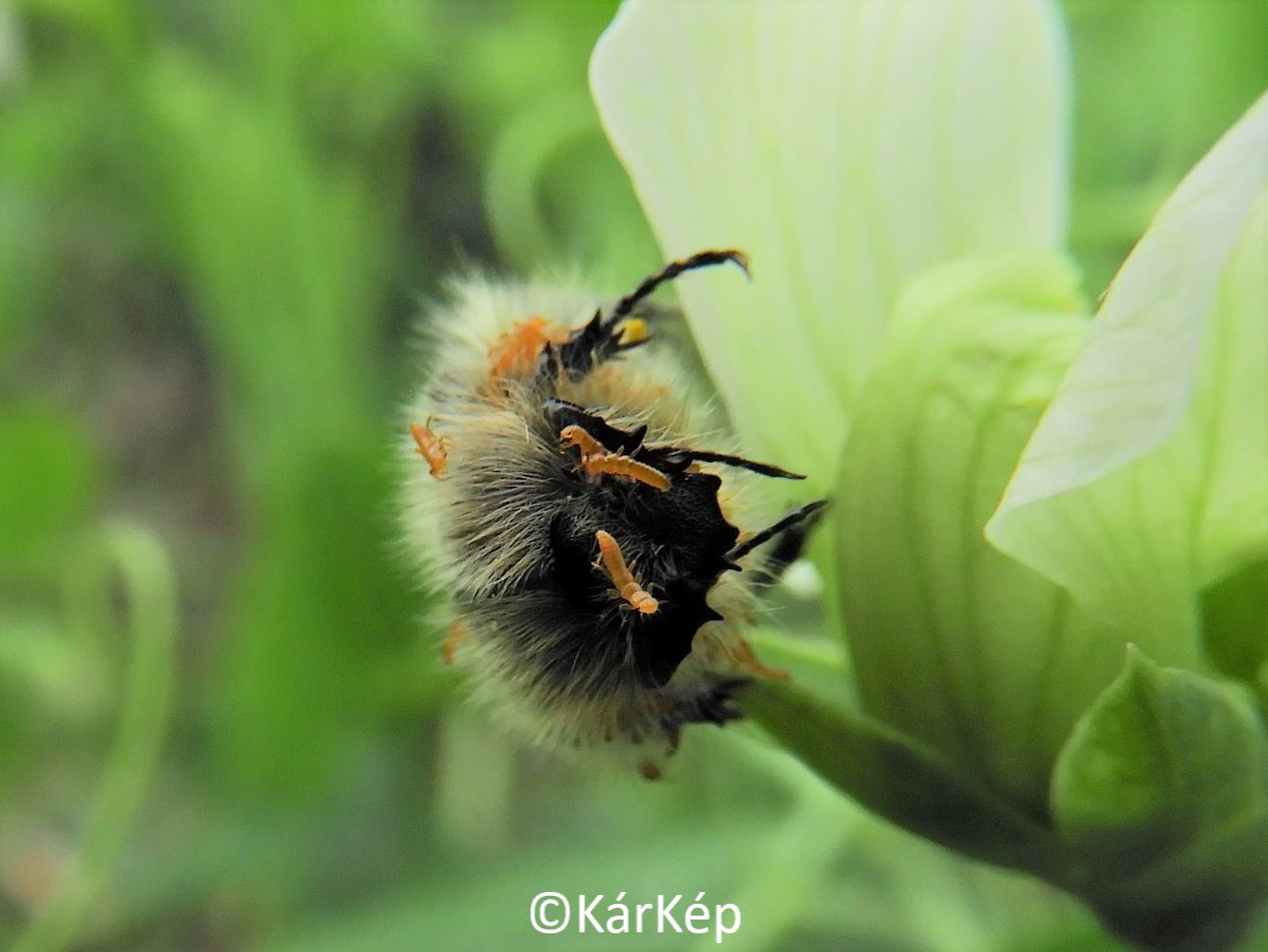 NapiKép 2021.05.25. 