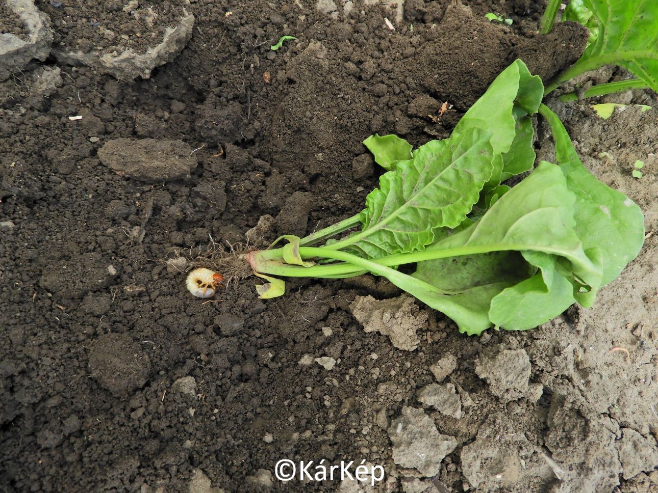 NapiKép 2021.05.27.