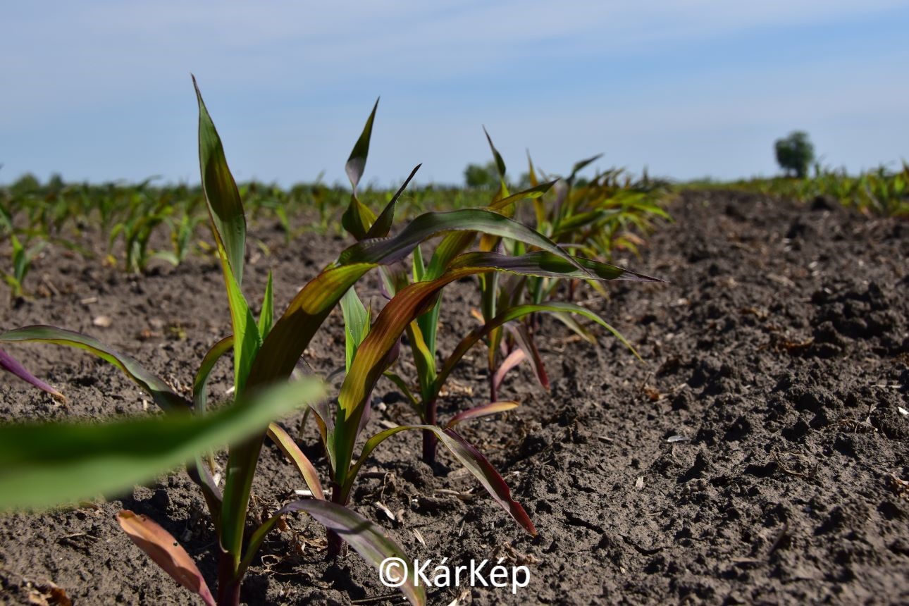 NapiKép 2021.05.29.