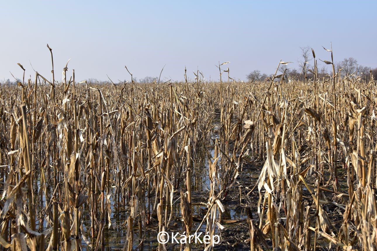 NapiKép 2021.03.04. 