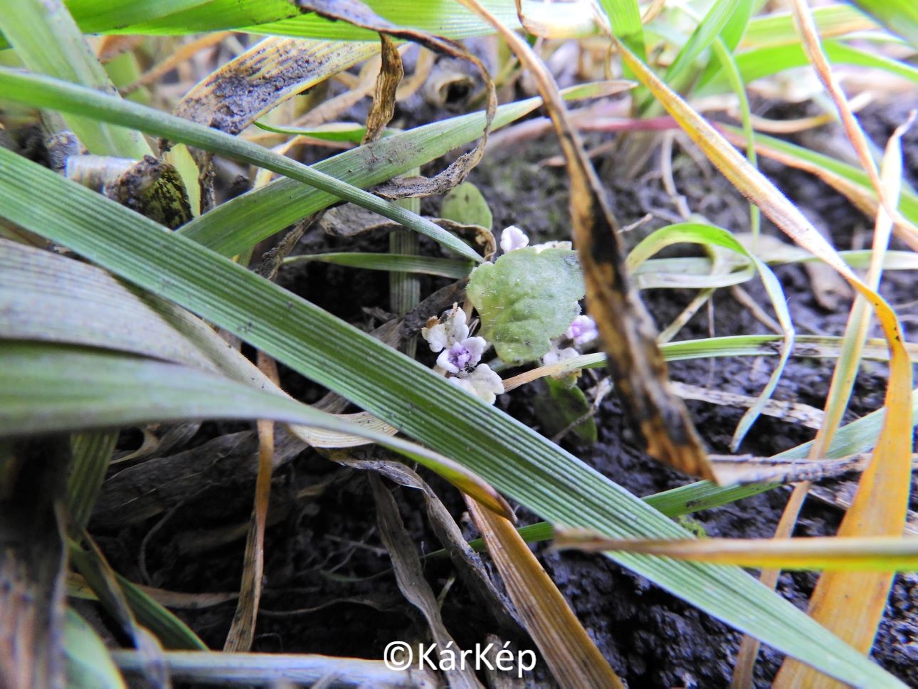 NapiKép 2021.03.12.