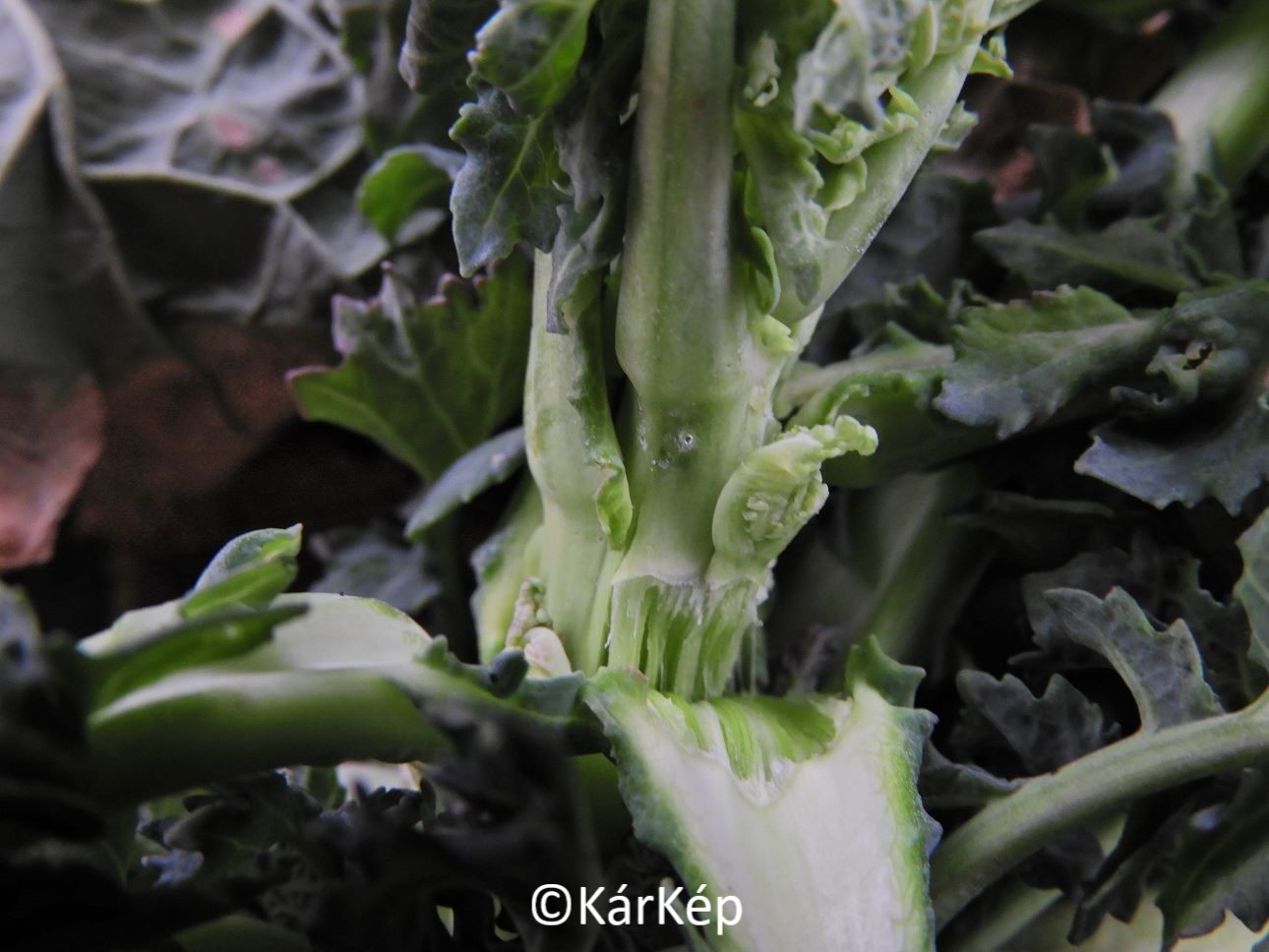 NapiKép 2021.03.14.