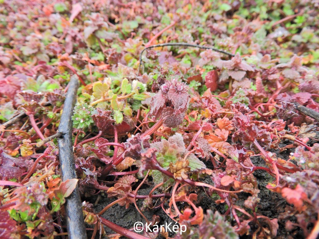 NapiKép 2021.03.16.