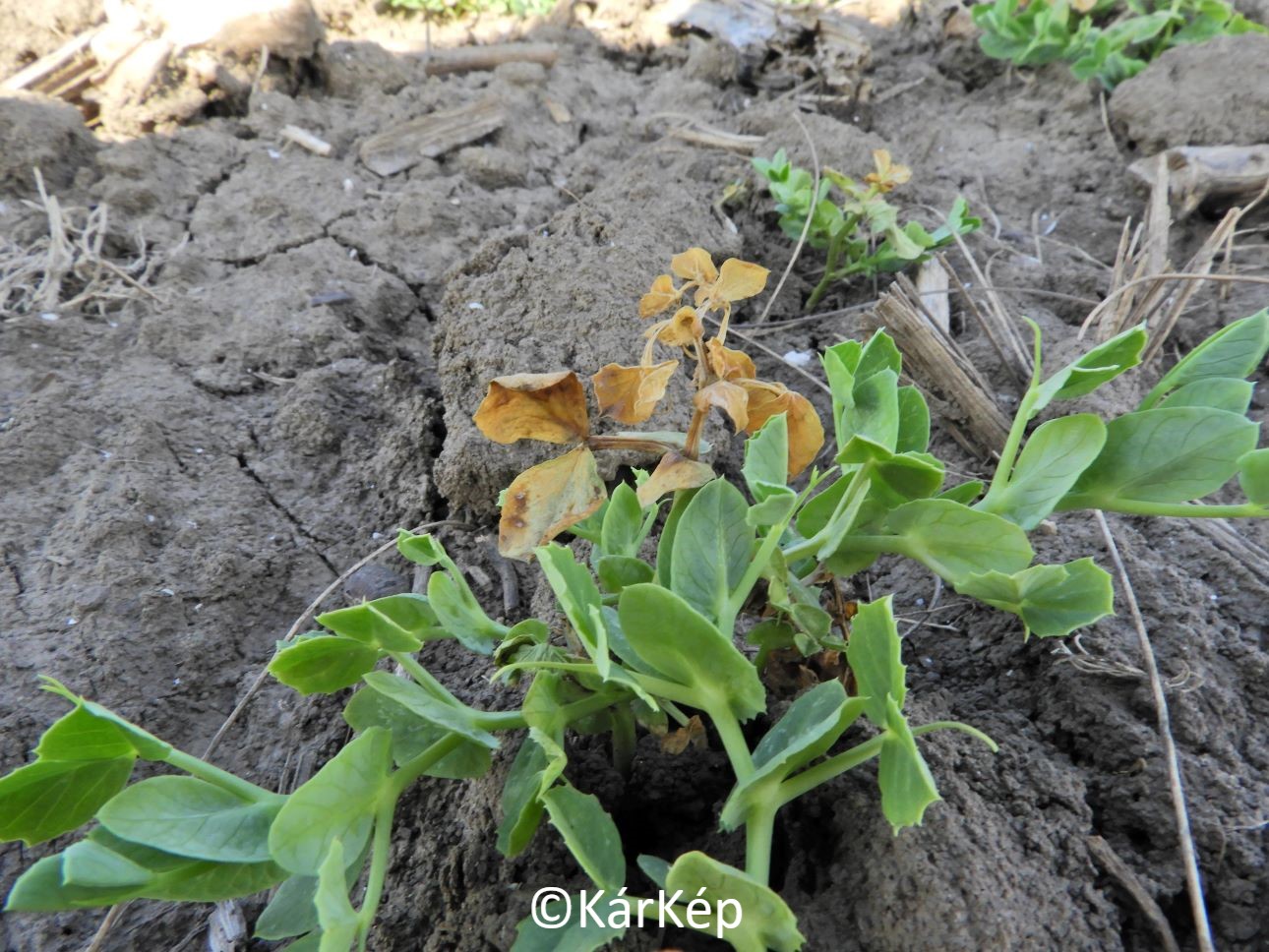 NapiKép 2021.03.28.