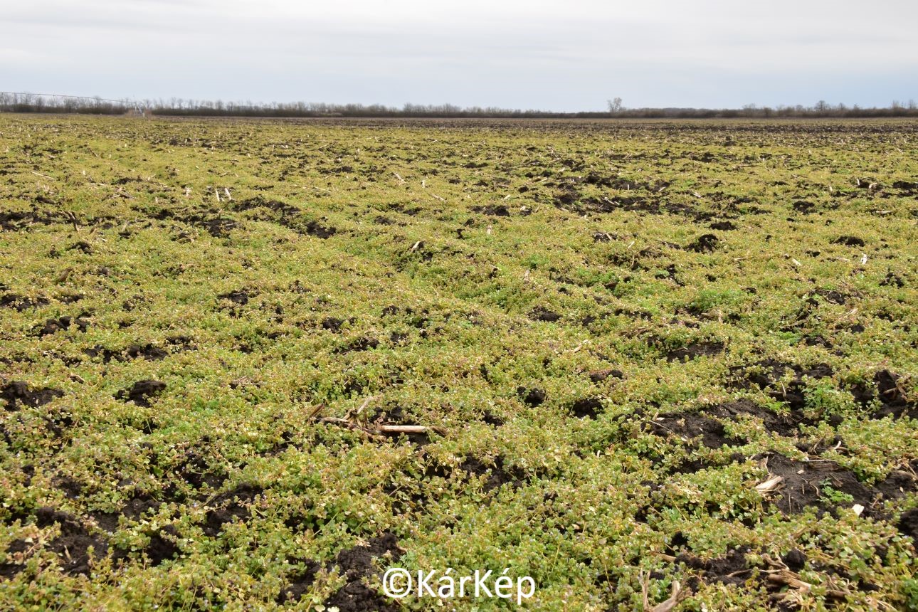 NapiKép 2021.03.19.