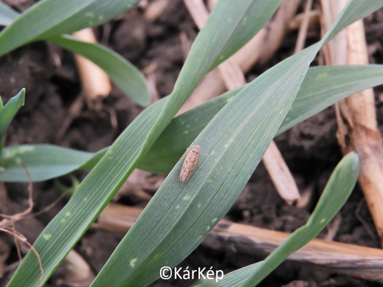 NapiKép 2021.11.05.