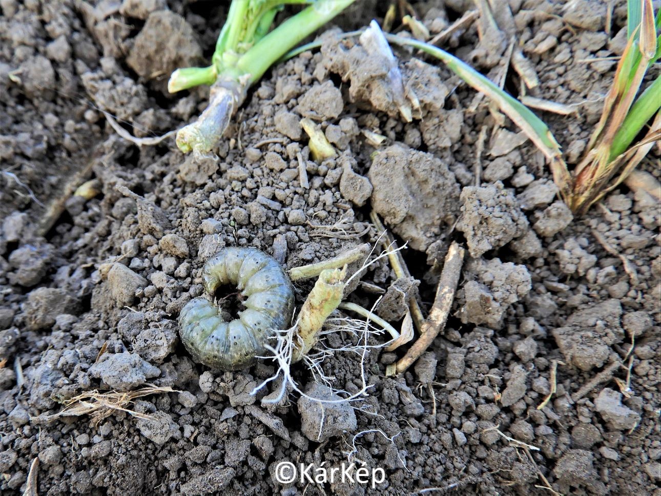 NapiKép 2021.11.07.