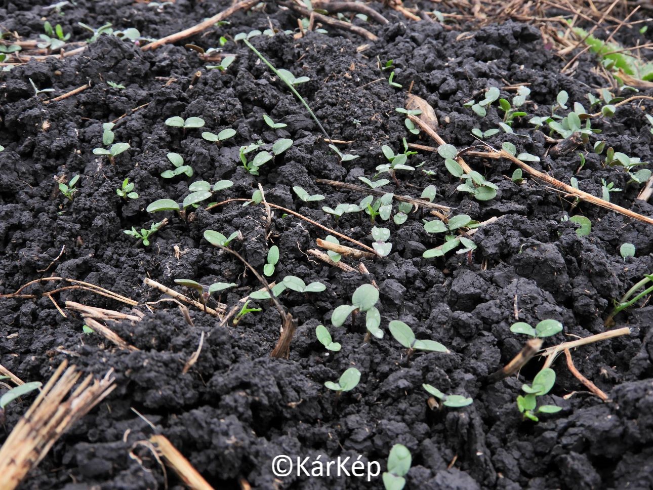 NapiKép 2021.11.21.