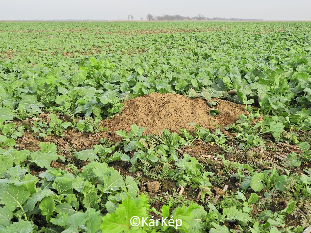 NapiKép 2021.11.25.