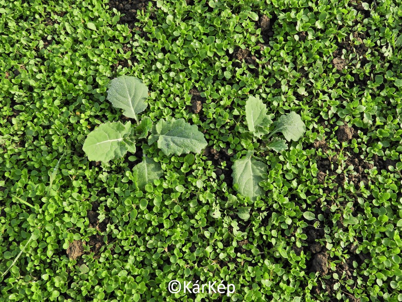 NapiKép 2021.11.27.