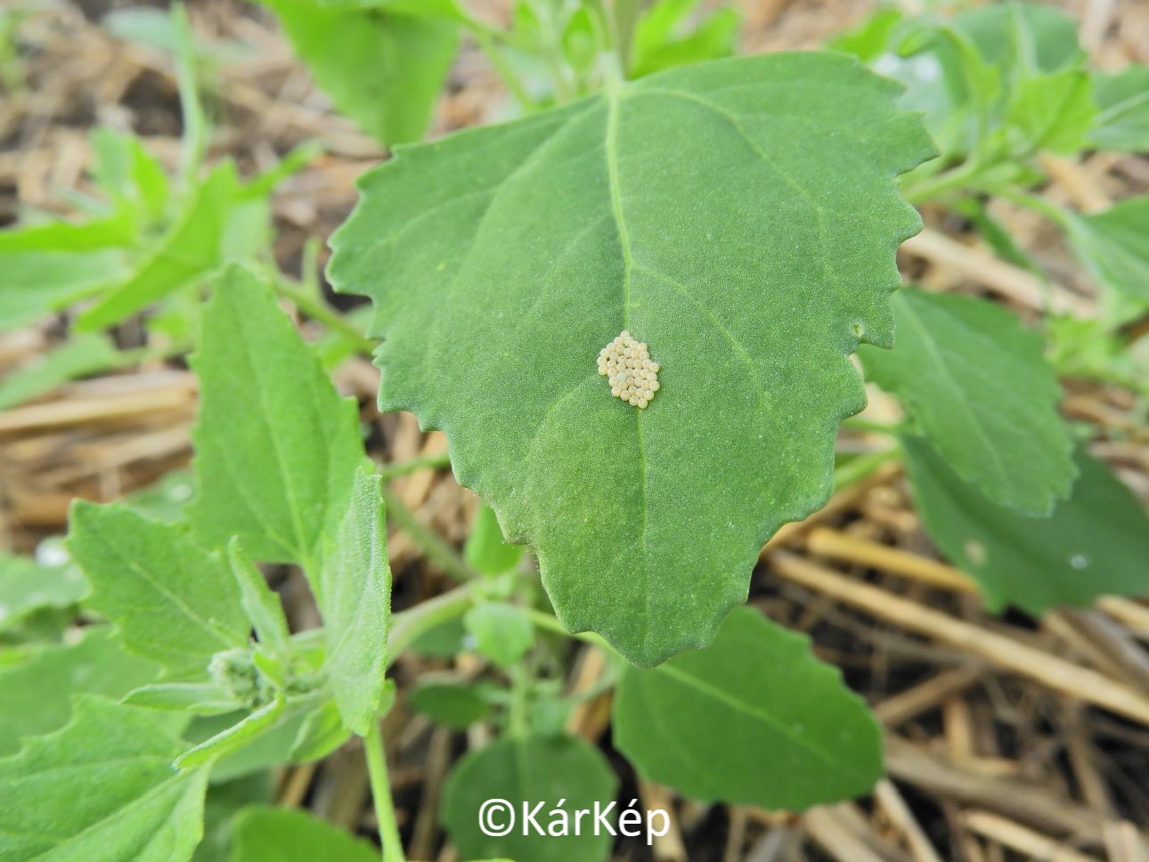 NapiKép 2021.10.03.
