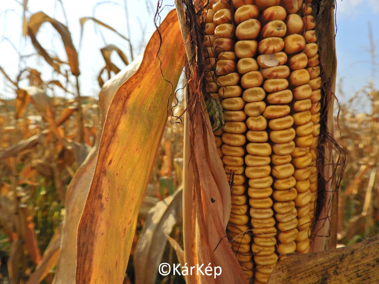 NapiKép 2021.10.04.