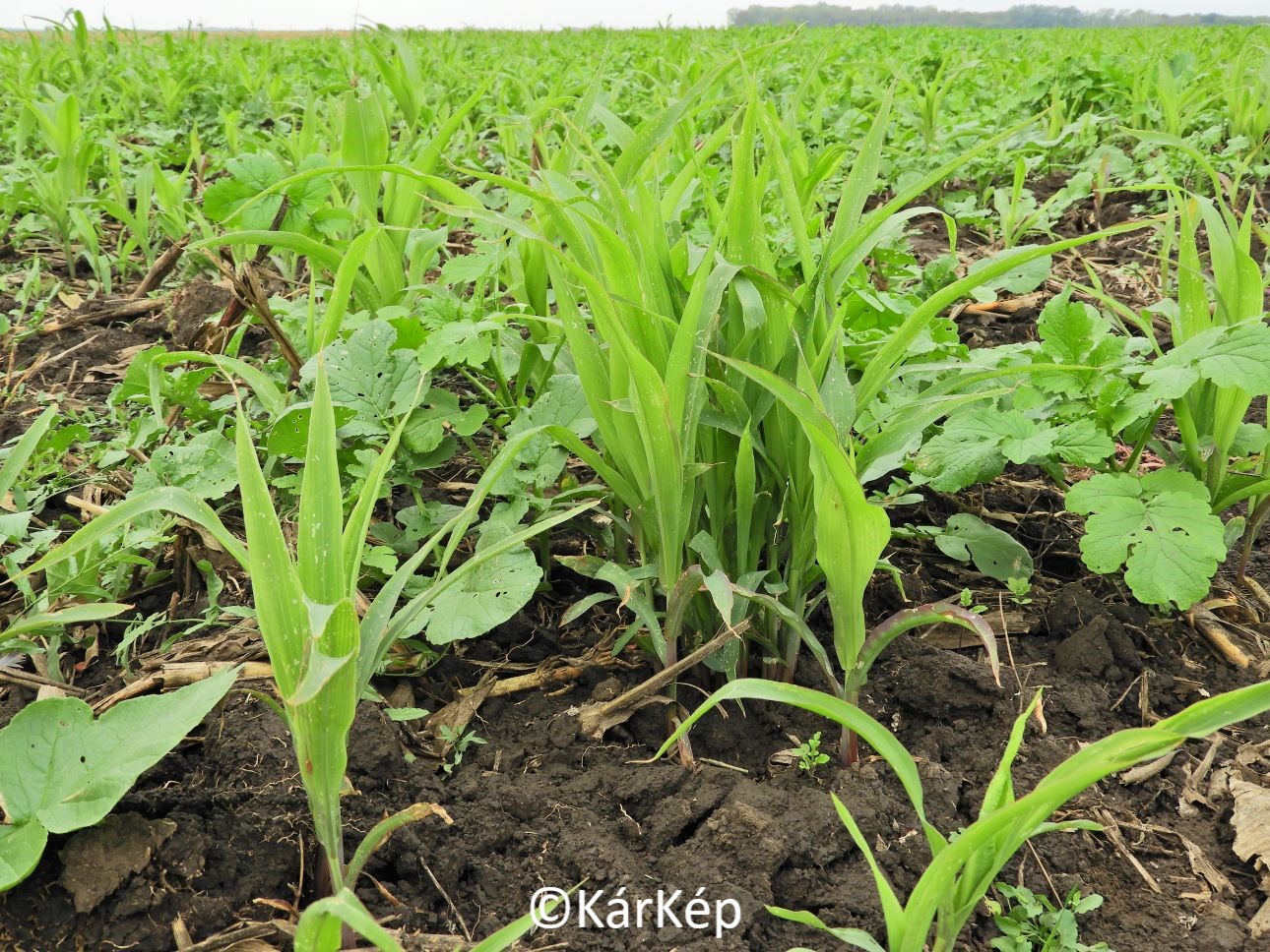 NapiKép 2021.10.14.