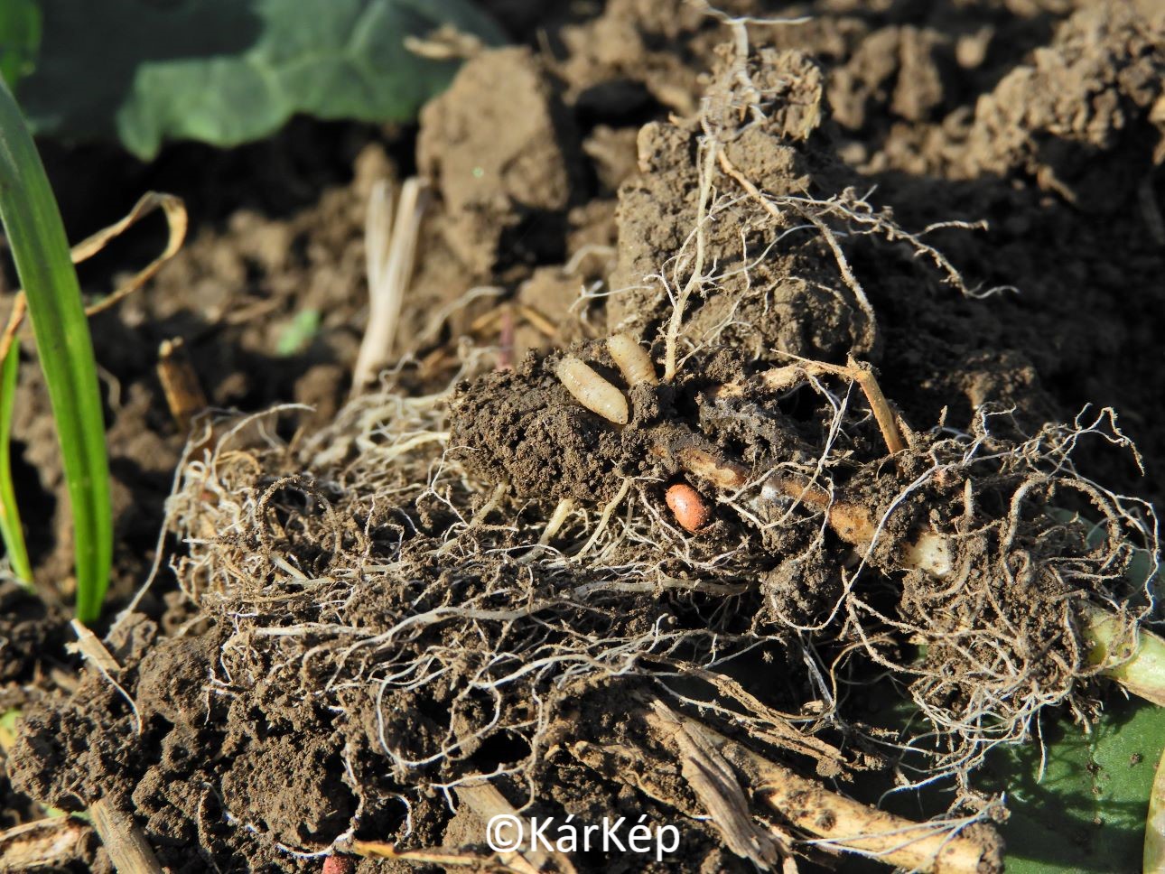 NapiKép 2021.10.24.