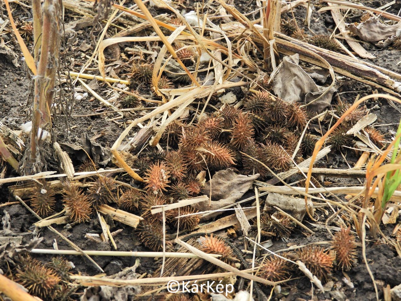 NapiKép 2021.10.30.