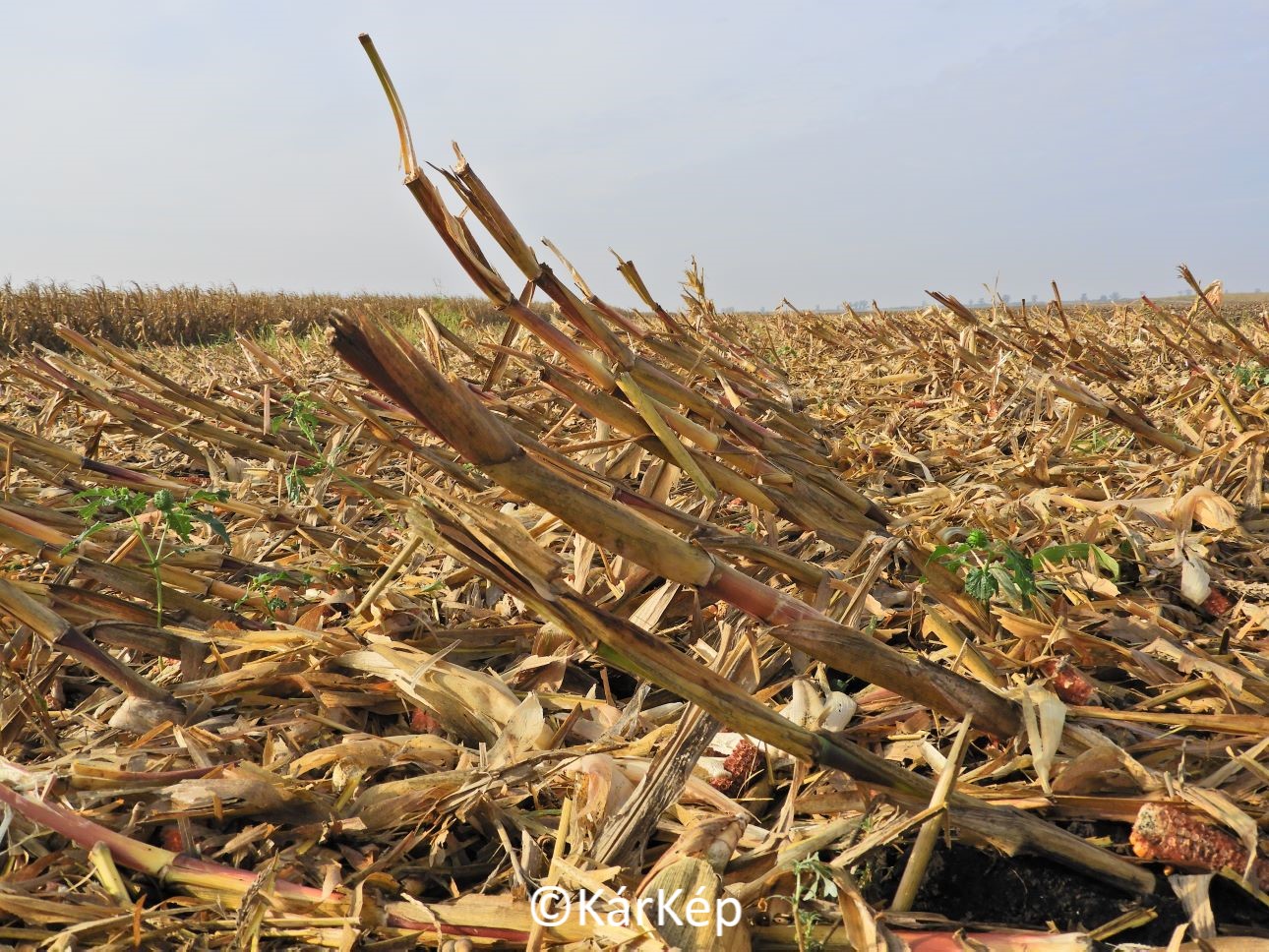 NapiKép 2021.11.01.