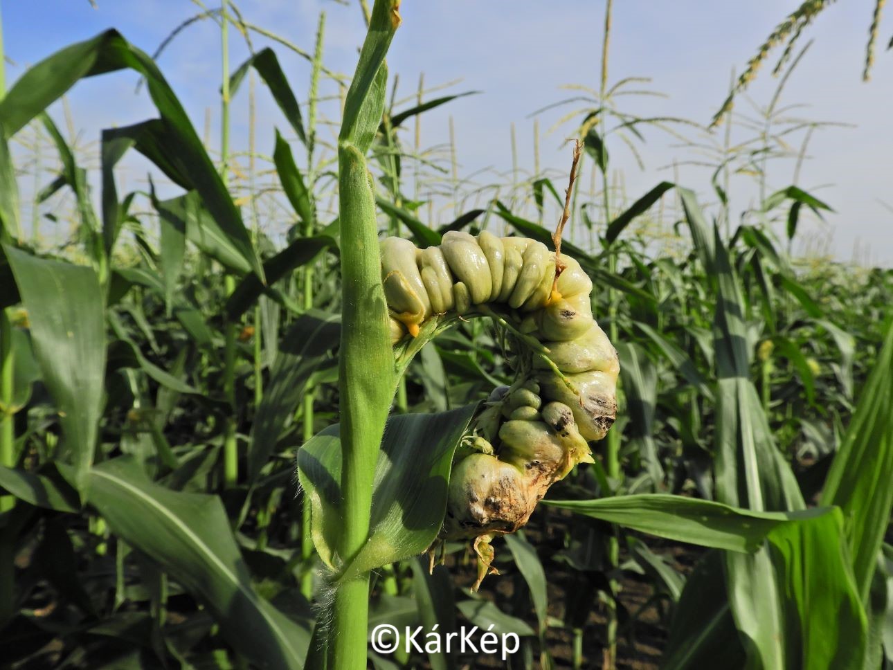 NapiKép 2021.09.03.