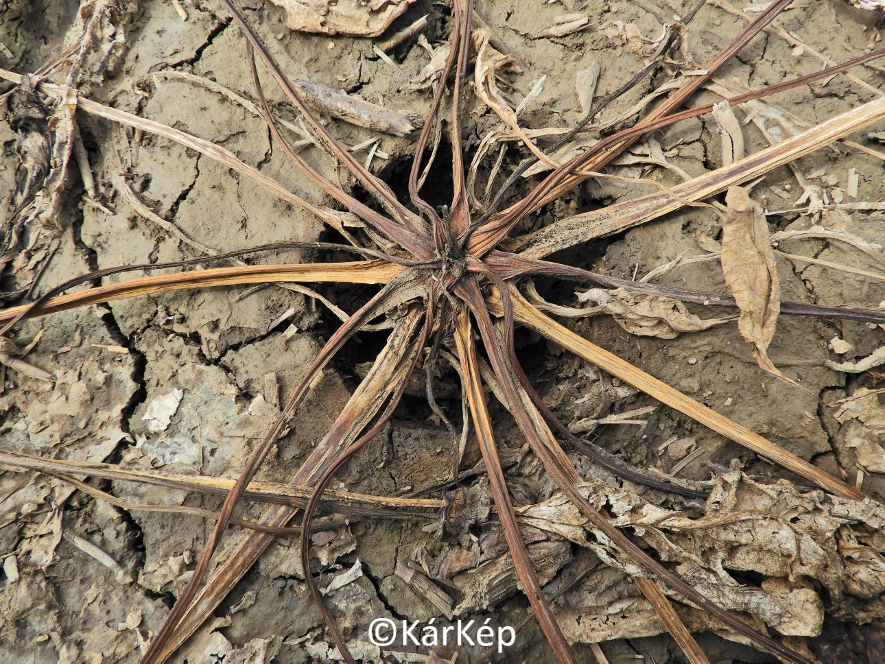 NapiKép 2021.09.04.