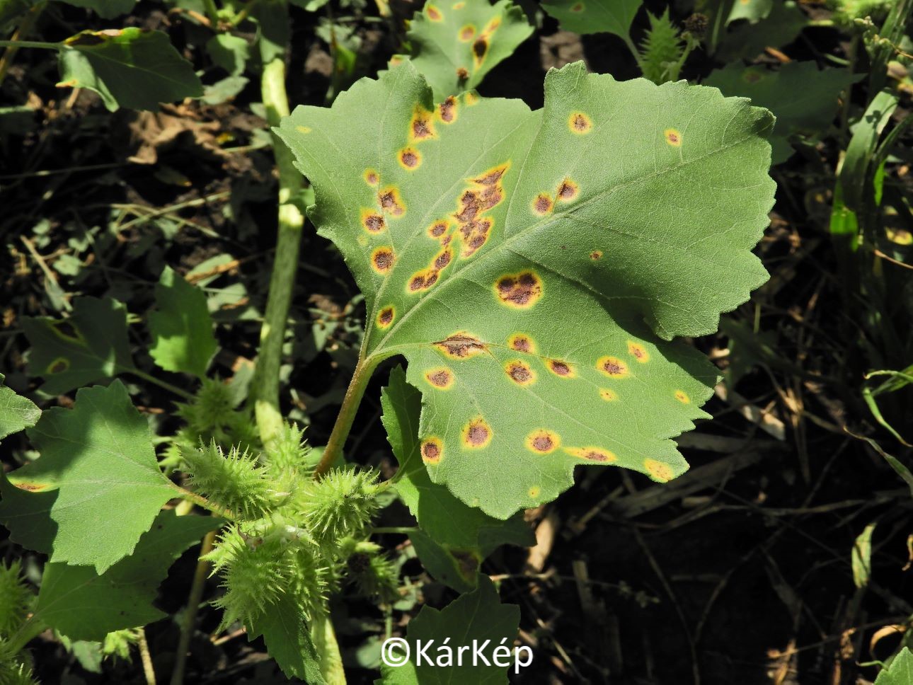 NapiKép 2021.09.06.