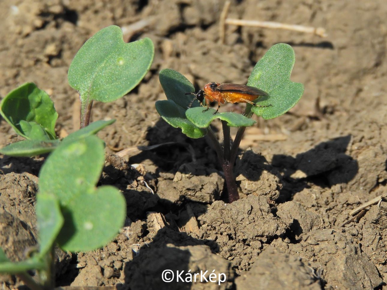 NapiKép 2021.09.07.