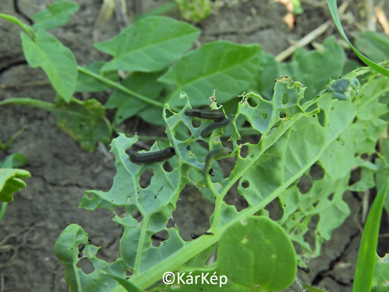 NapiKép 2021.09.14.