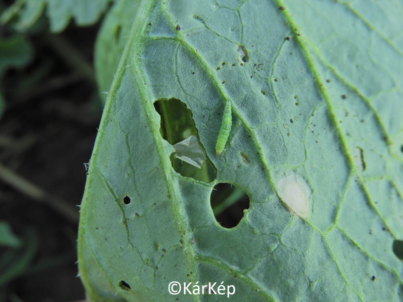 NapiKép 2021.09.15.