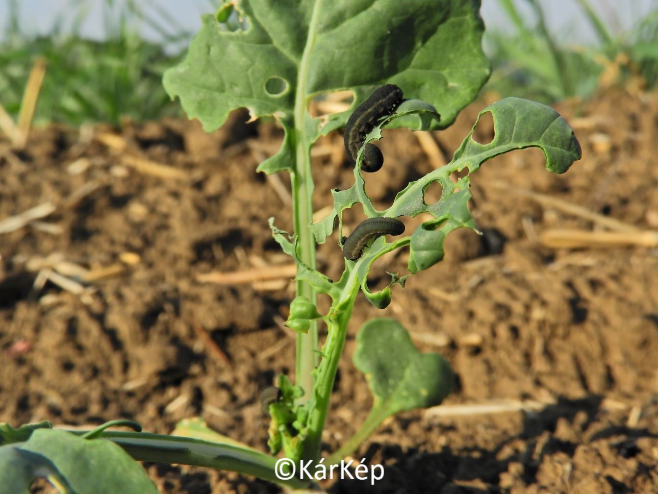 NapiKép 2021.09.29.