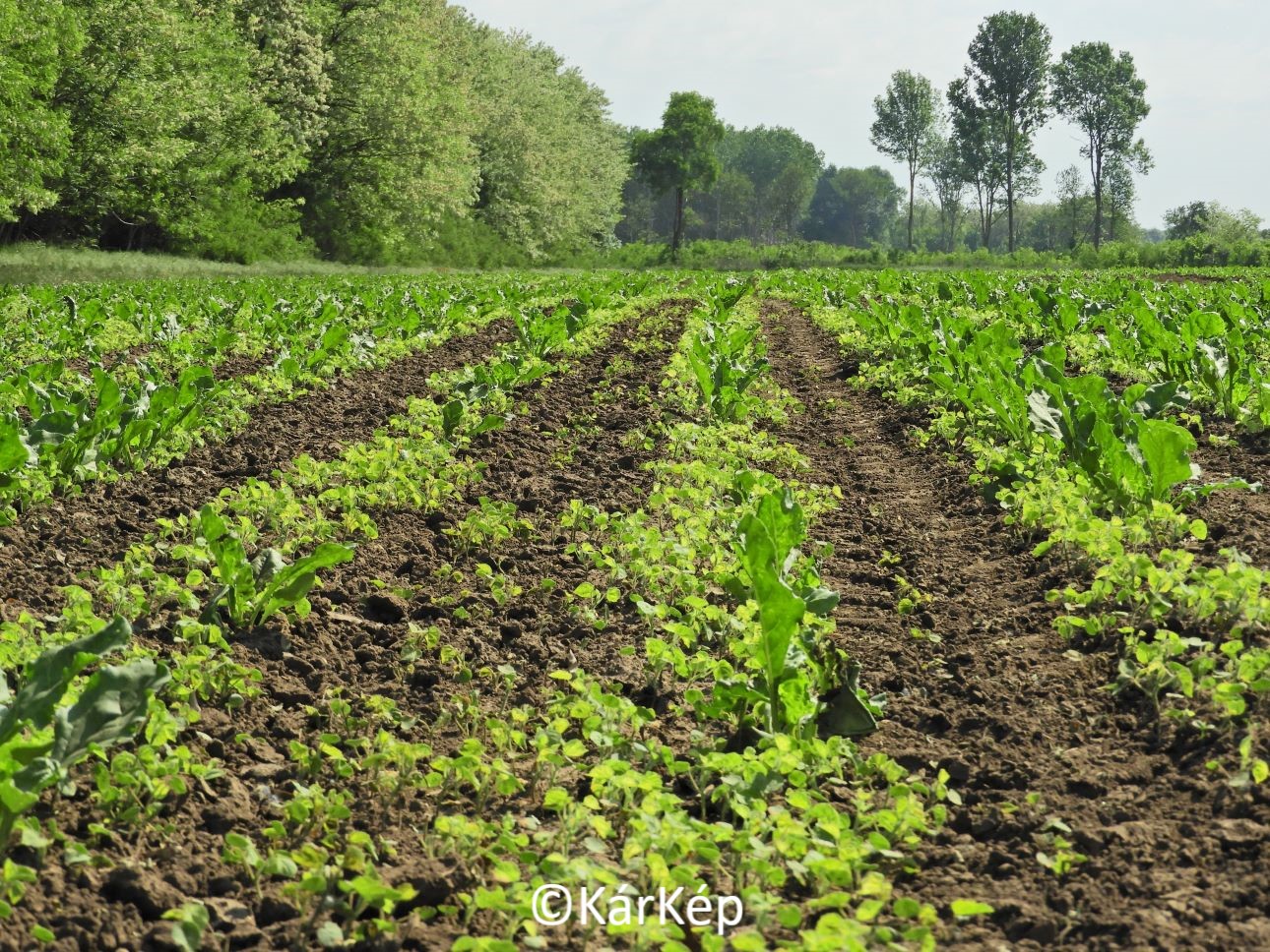 NapiKép 2022.05.16.