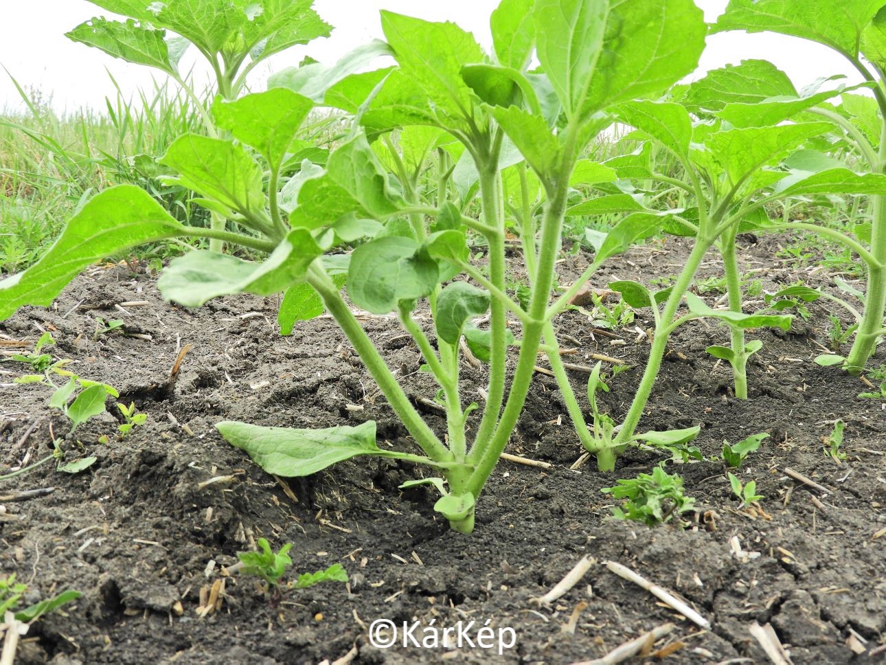 NapiKép 2022.06.06.