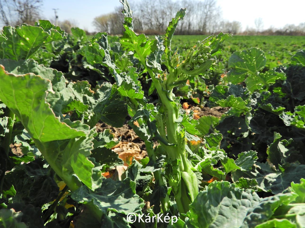 NapiKép 2022.04.04.