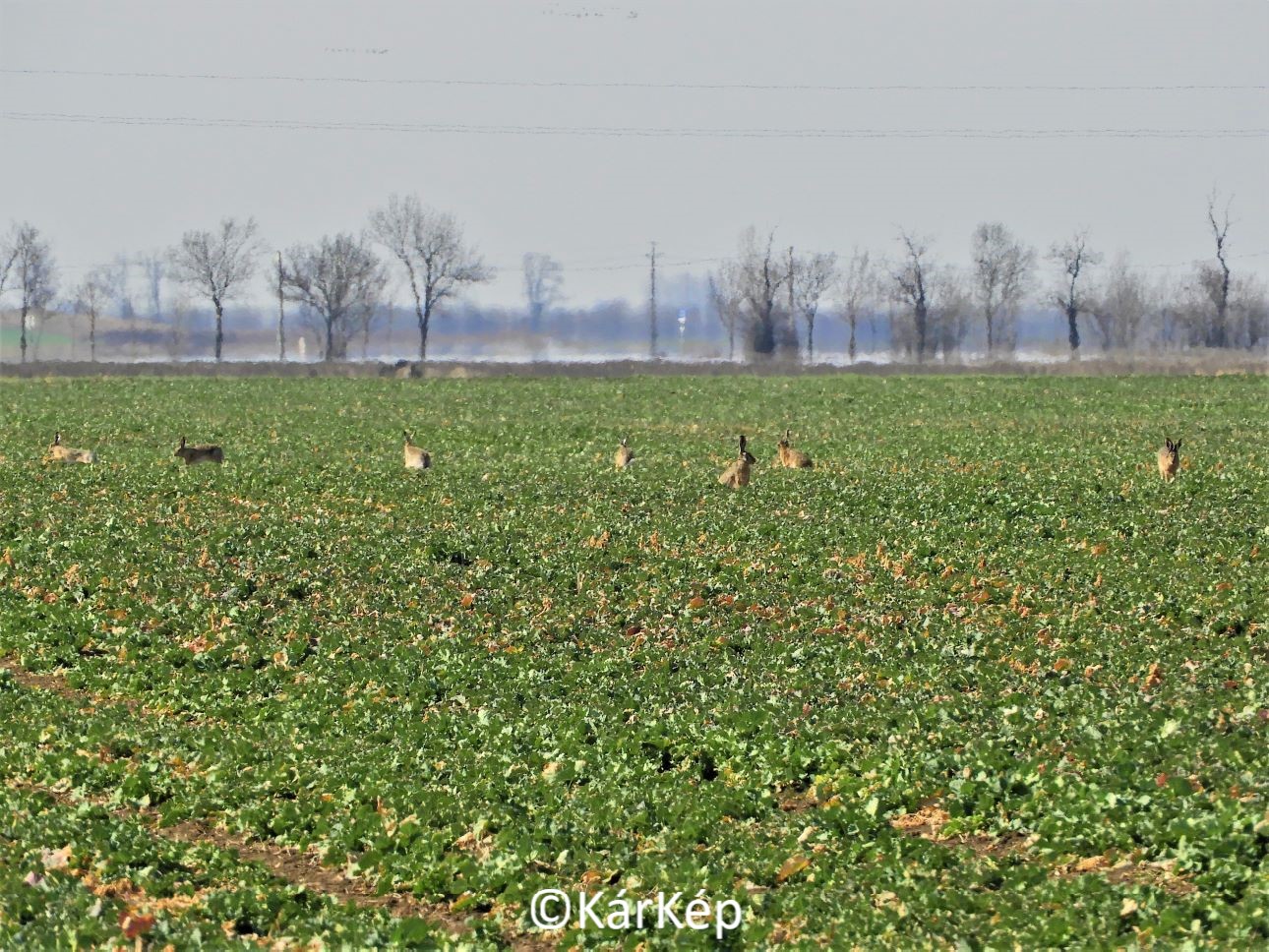 NapiKép 2022.04.05.